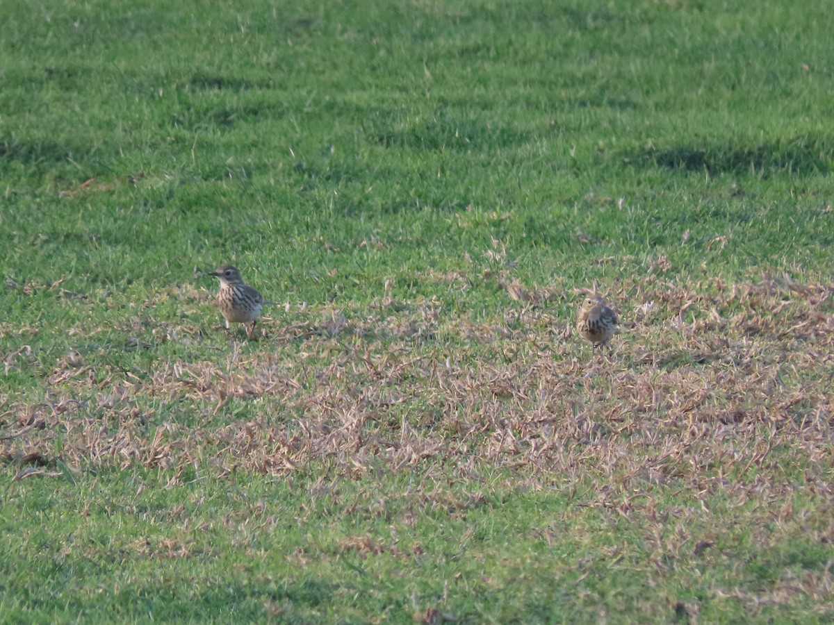 American Pipit - ML643516188