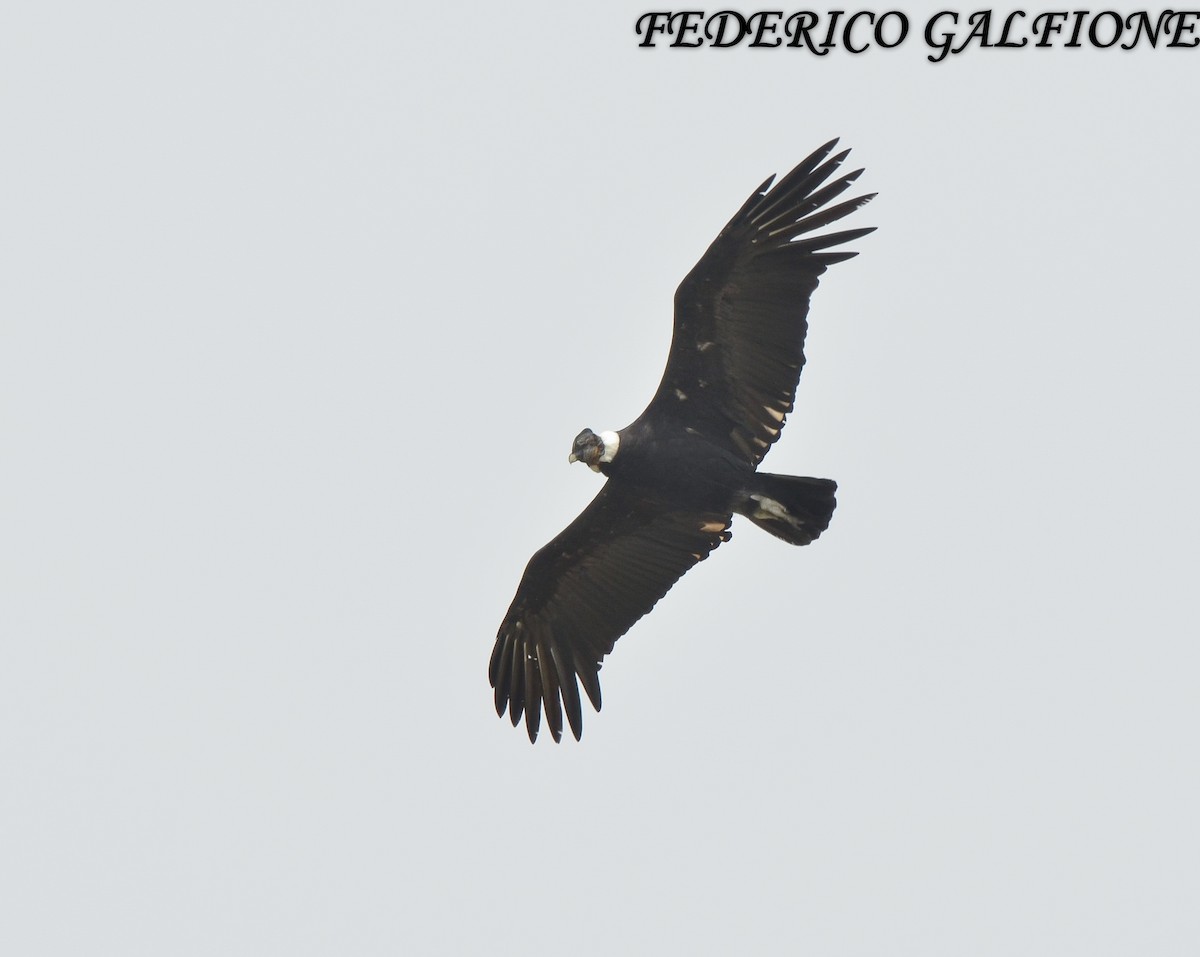 Andean Condor - ML643516191