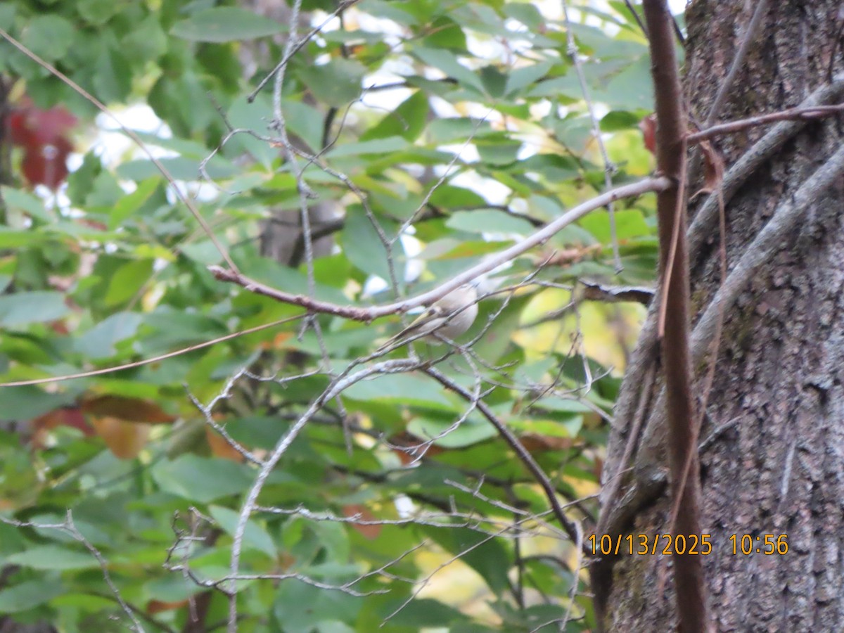 Golden-crowned Kinglet - ML643516194