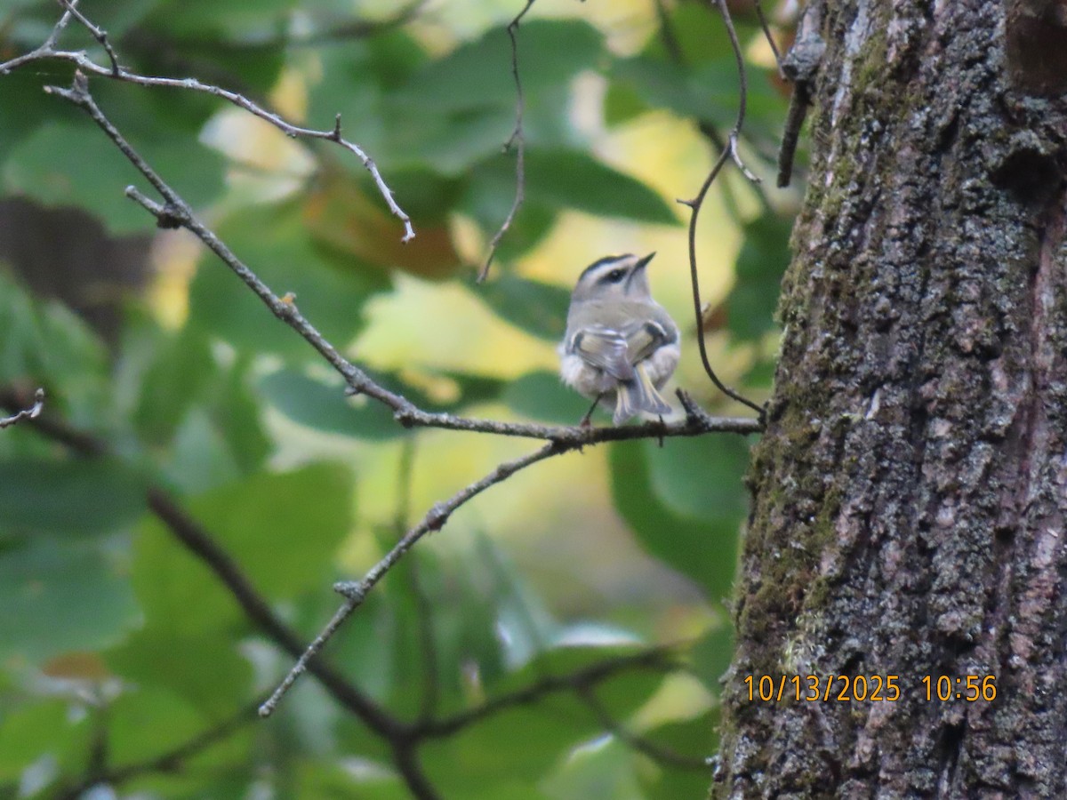 Golden-crowned Kinglet - ML643516195