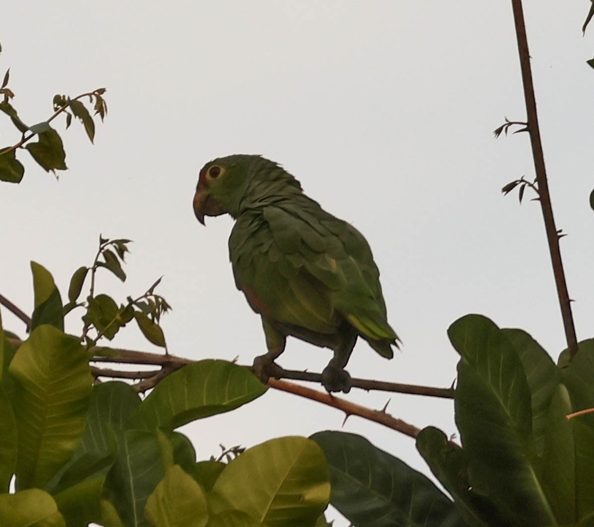 Red-lored Amazon - ML643516199