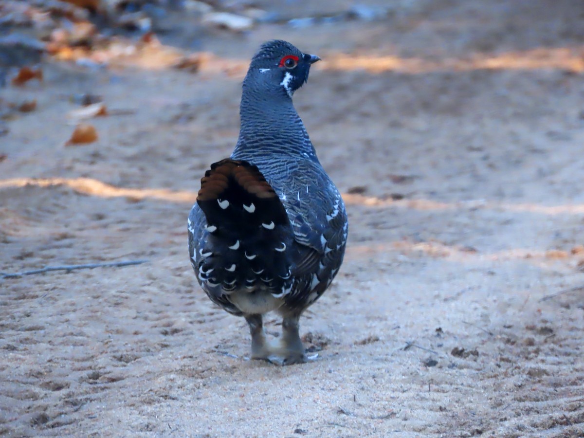 Spruce Grouse - ML643516202
