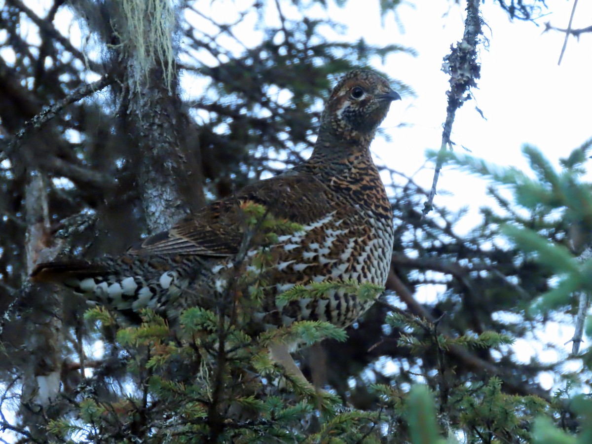 Spruce Grouse - ML643516203
