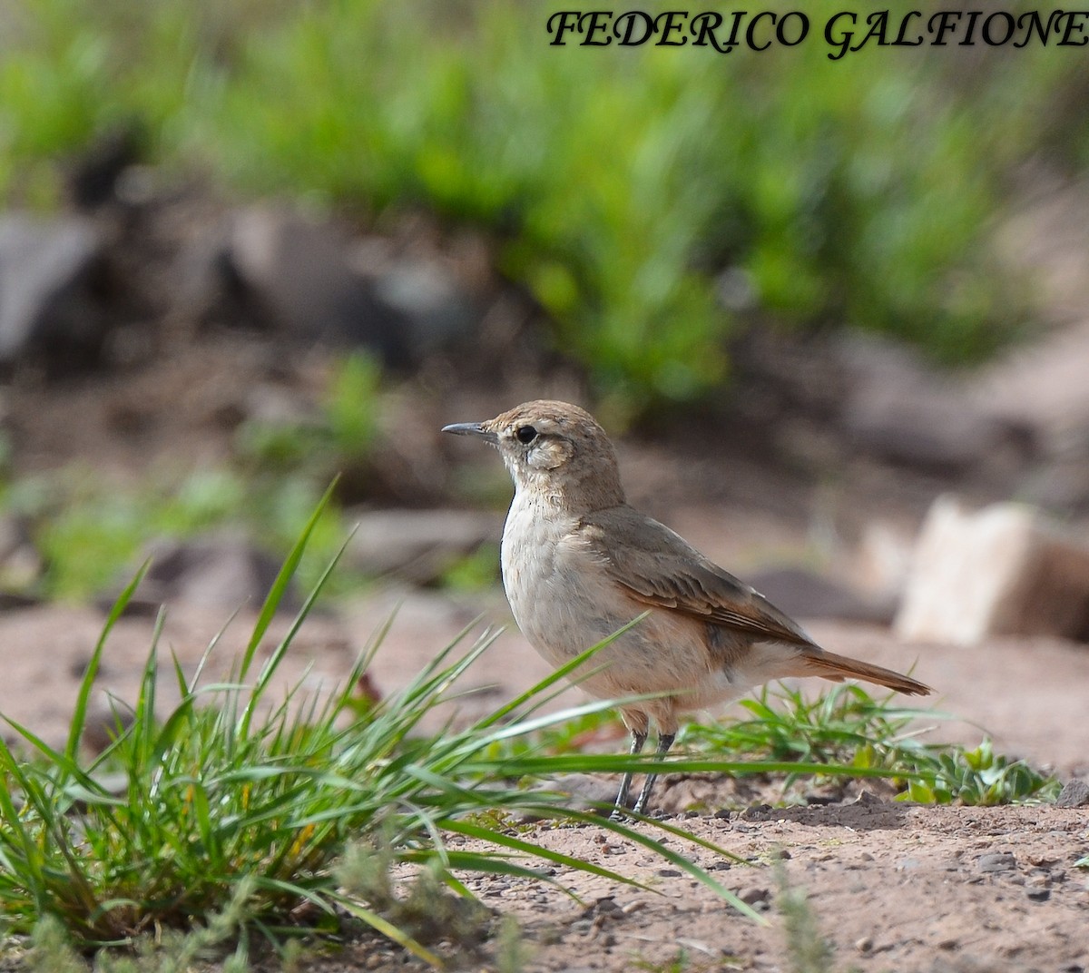 Rufous-banded Miner - ML643516205