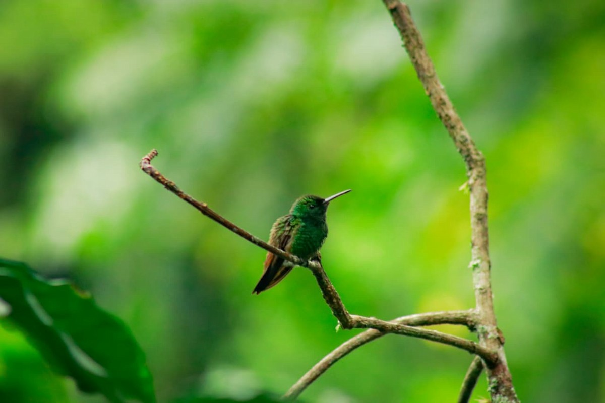 Green-bellied Hummingbird - ML643516222