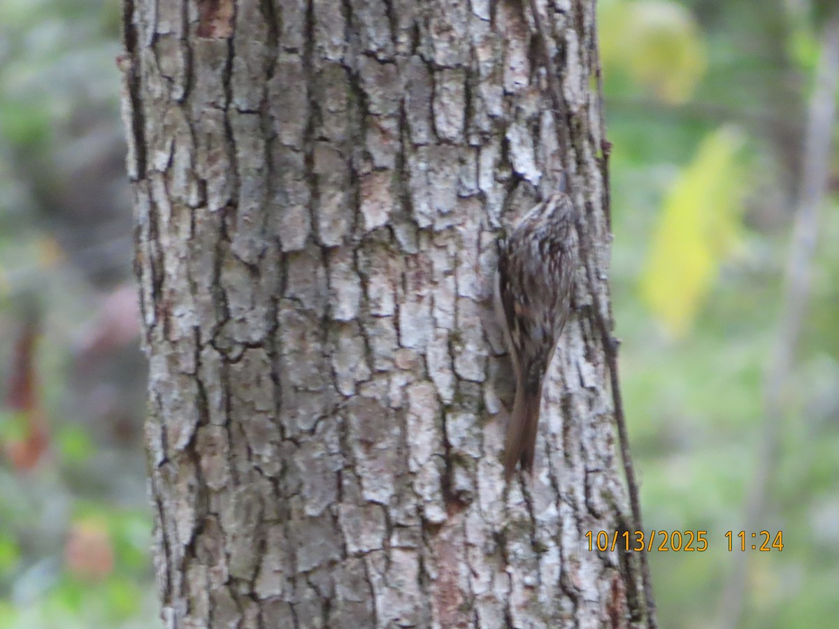 Brown Creeper - ML643516226