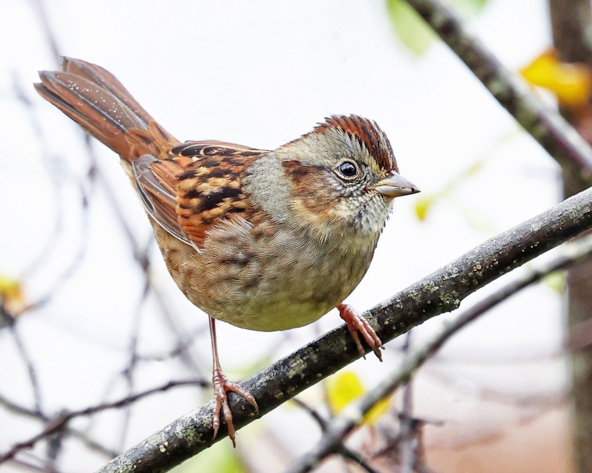 Swamp Sparrow - ML643516242