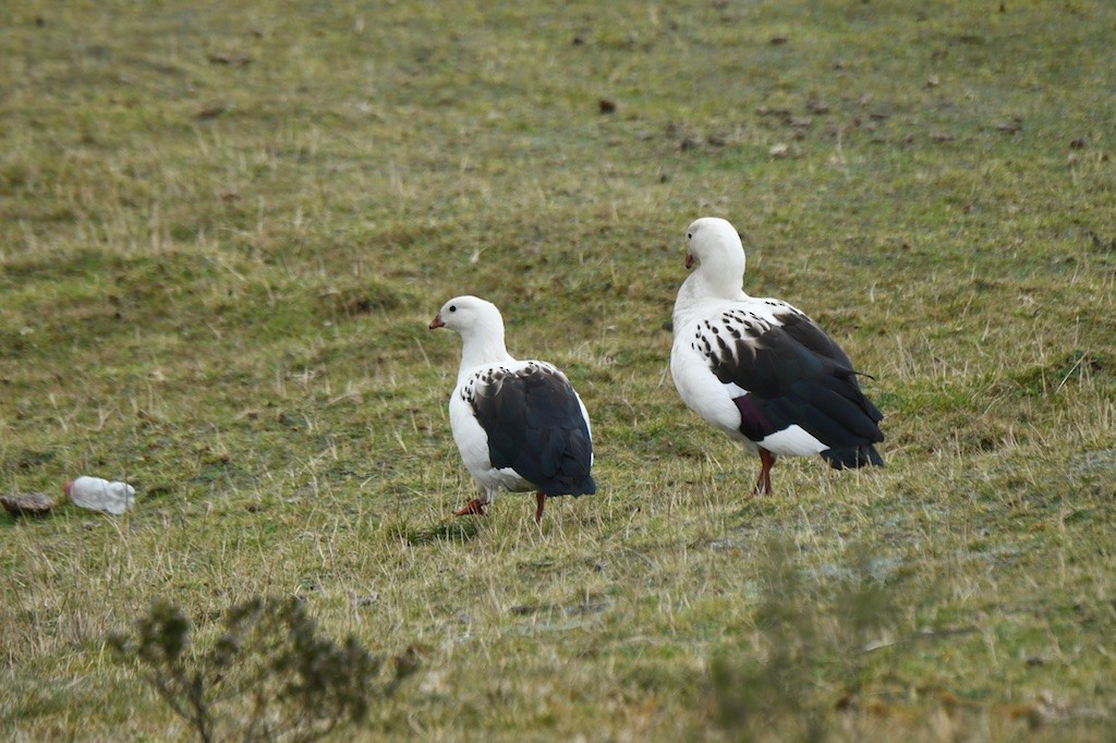 Andean Goose - ML643516243