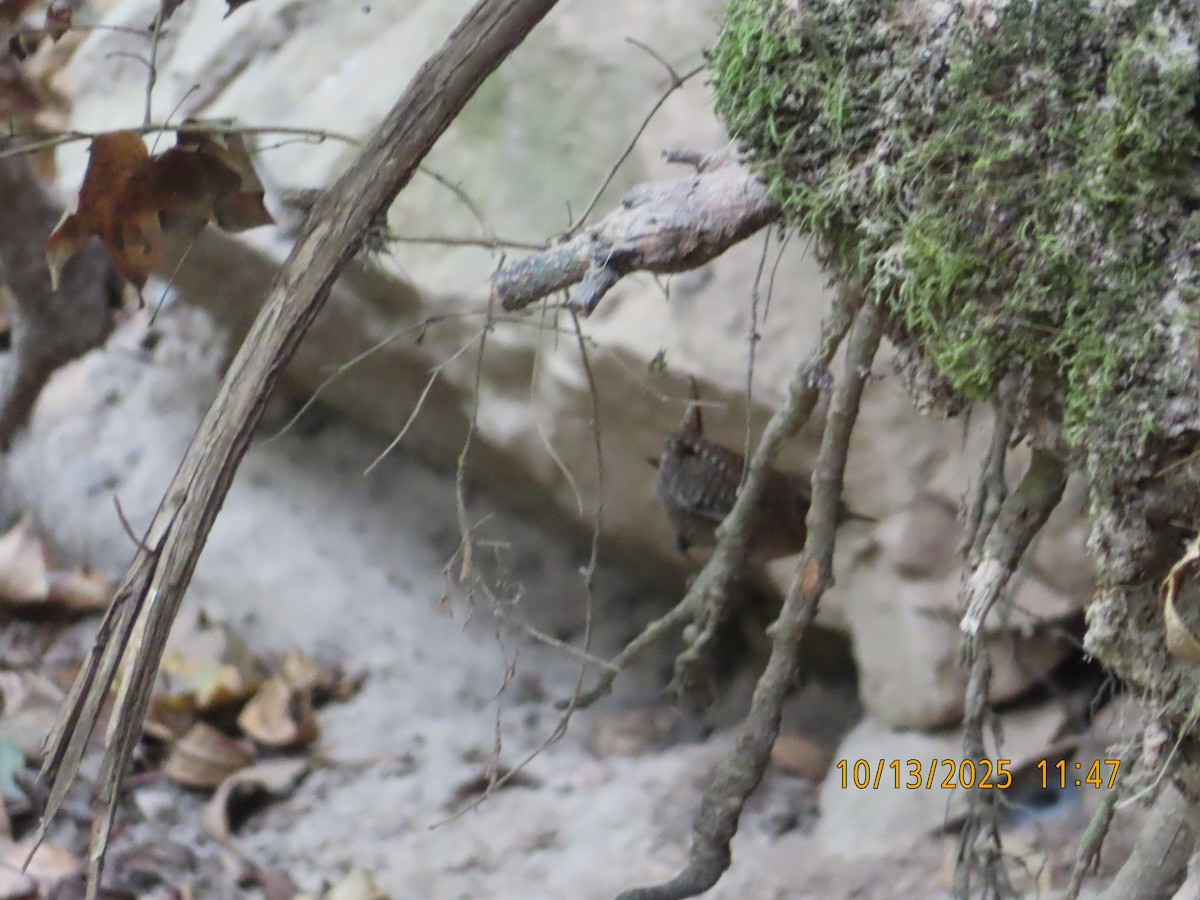 Winter Wren - ML643516244