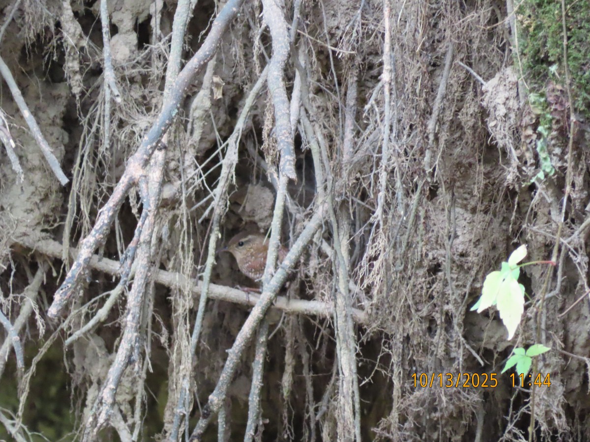 Winter Wren - ML643516245