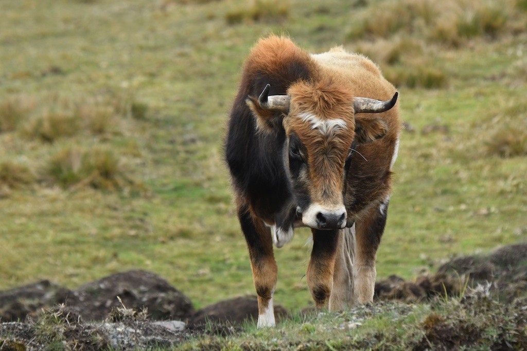 Mammiferi - ML643516251