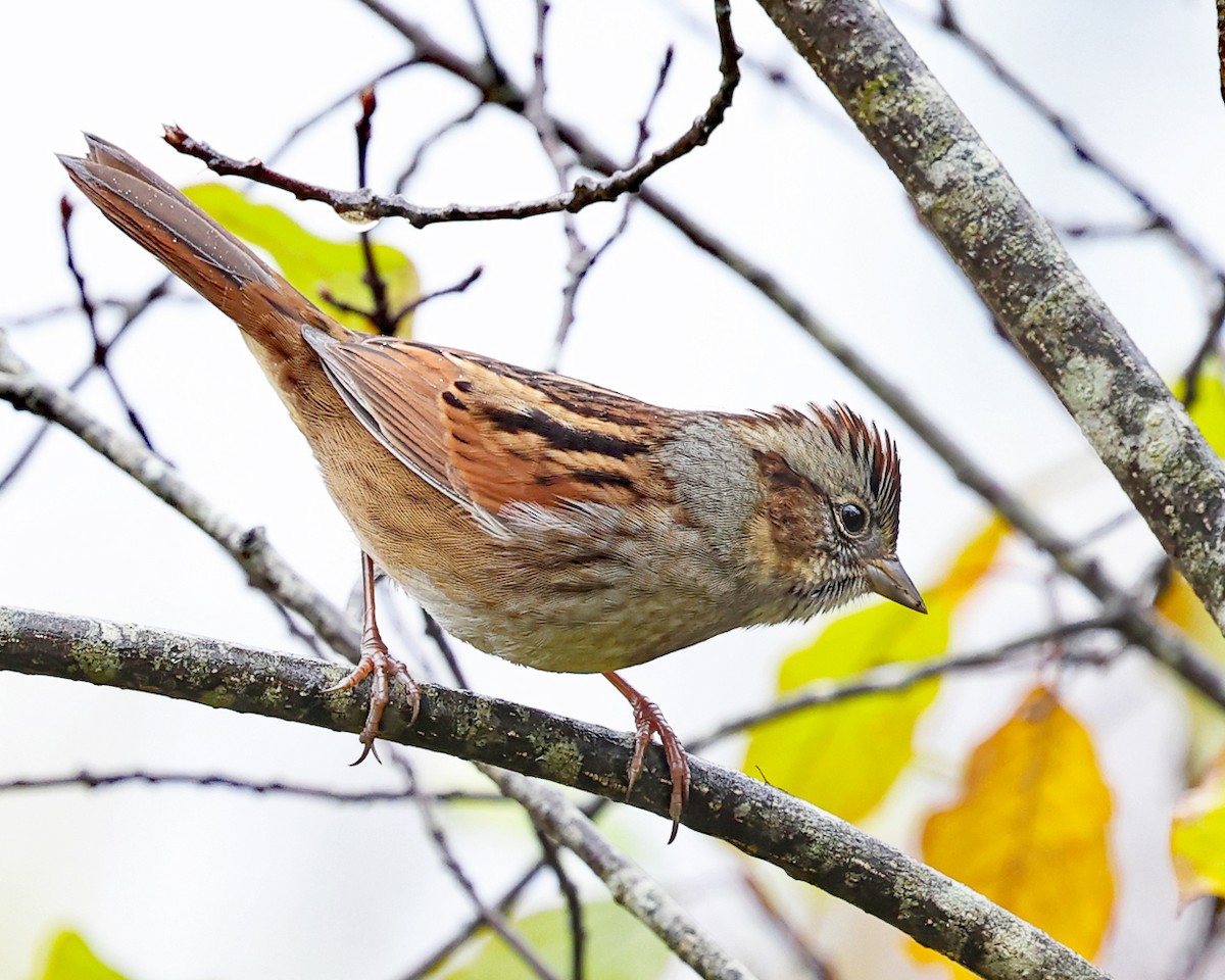 Swamp Sparrow - ML643516252
