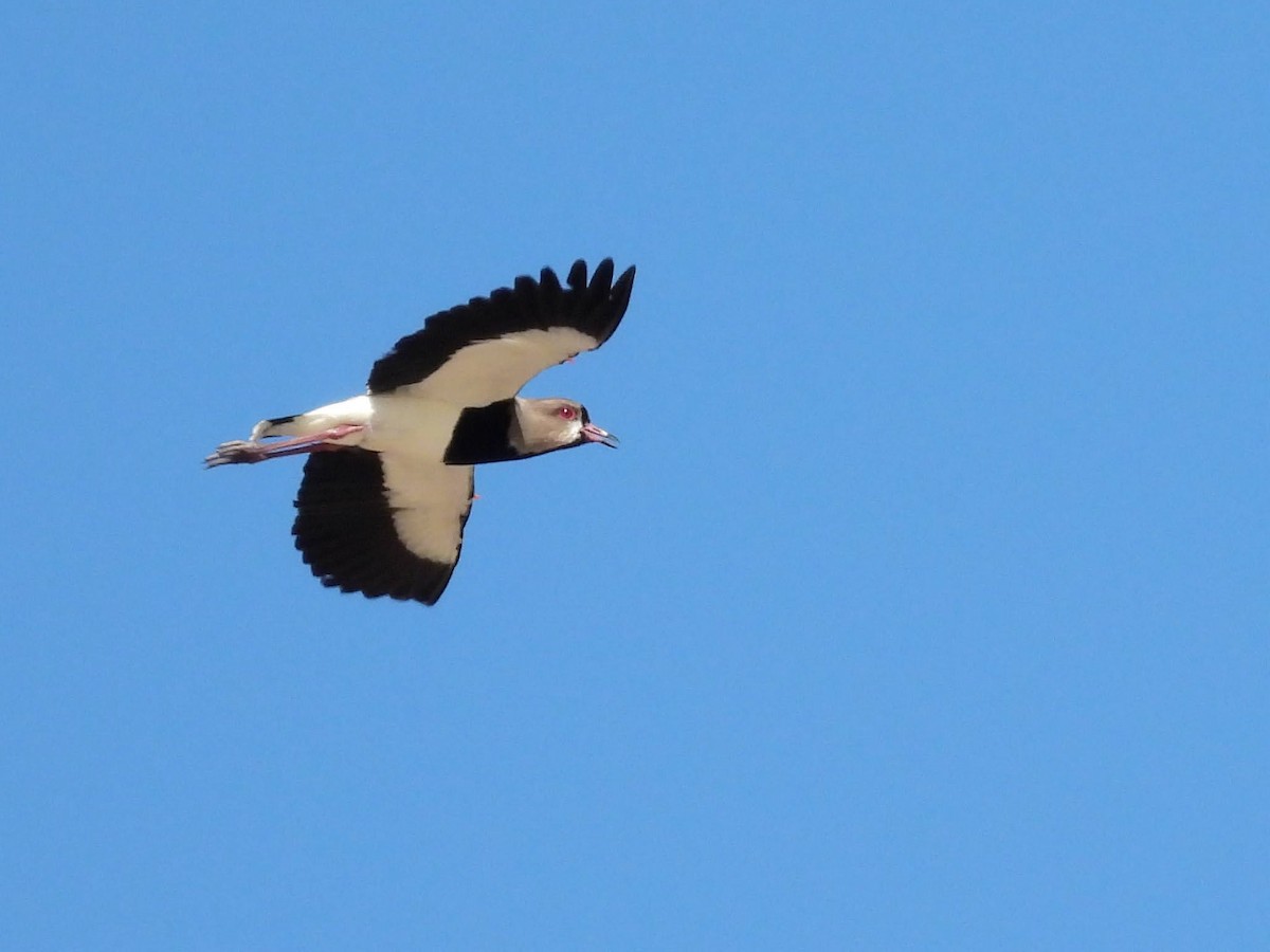 čejka jihoamerická - ML643516253