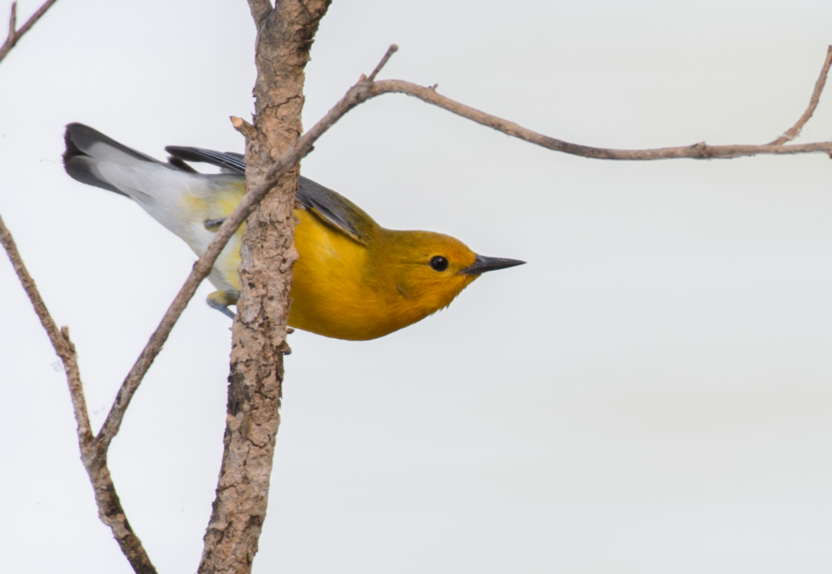 Prothonotary Warbler - ML643516255