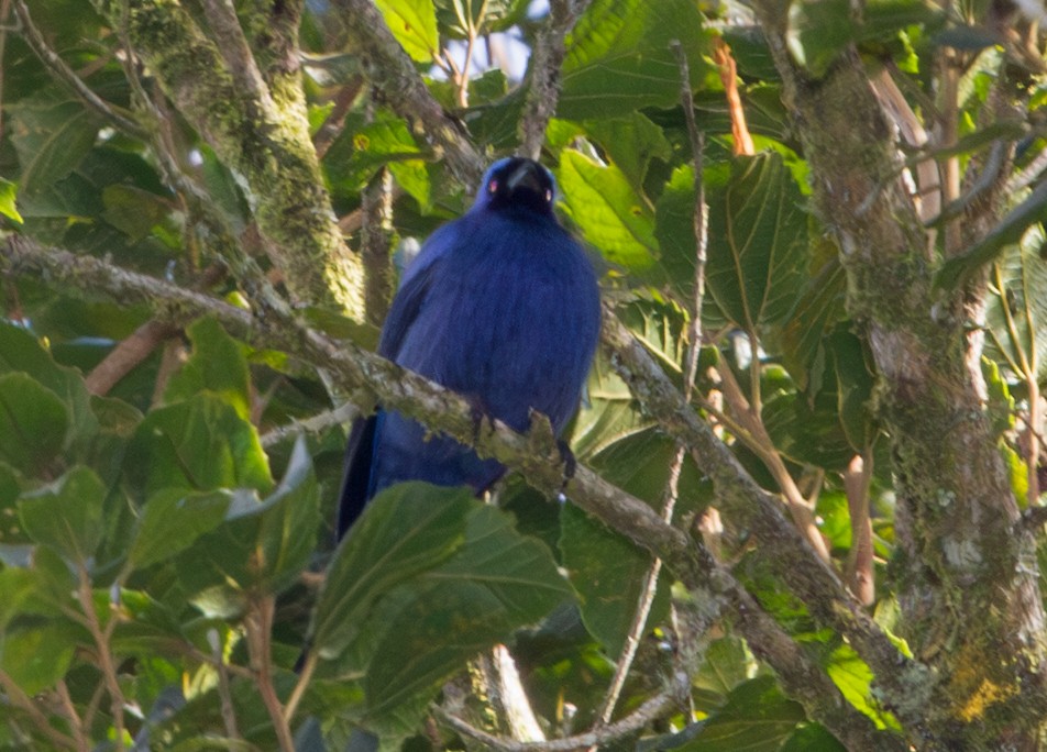 Diademed Tanager - ML643516256