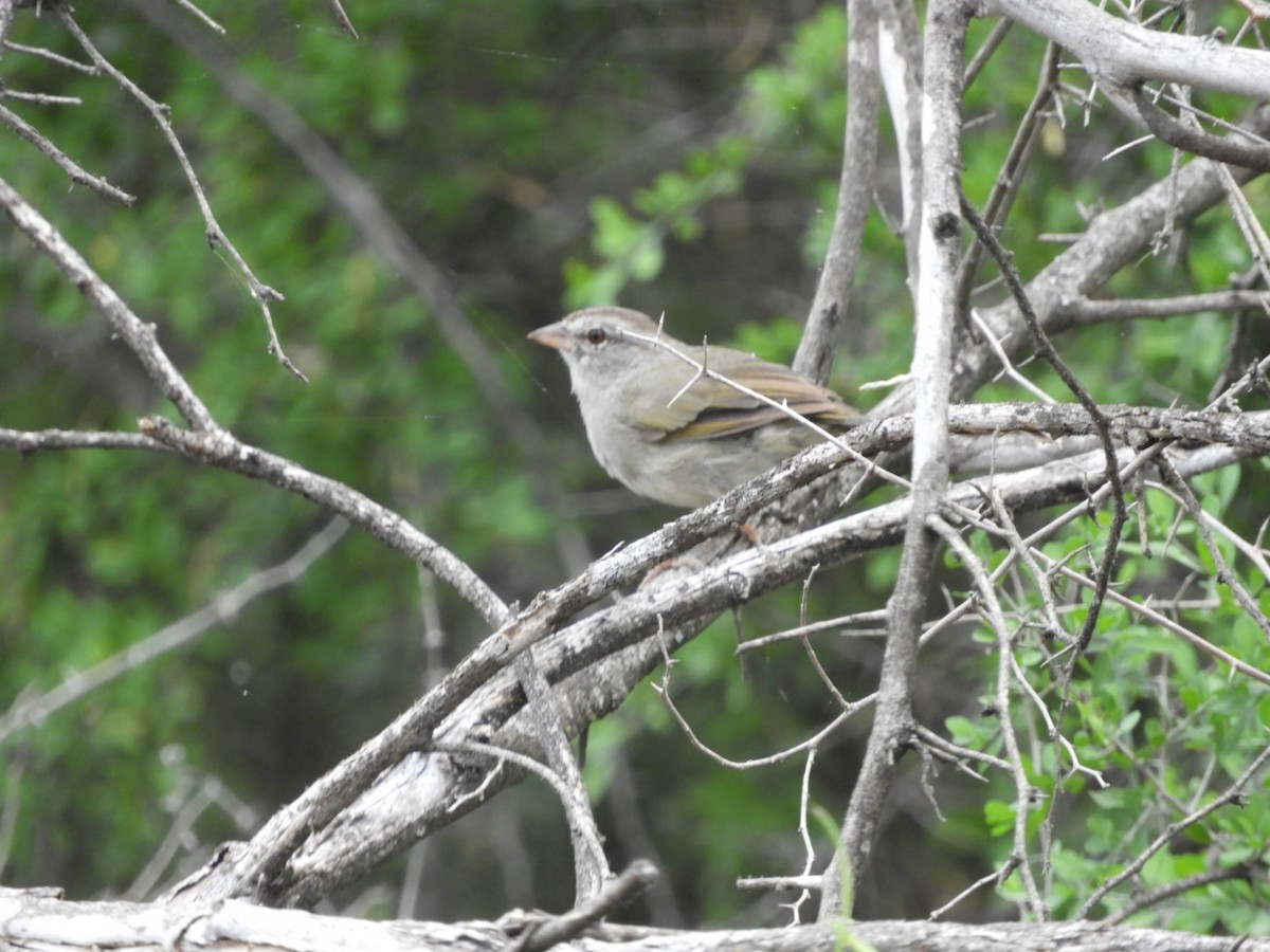 Olive Sparrow - ML643516257