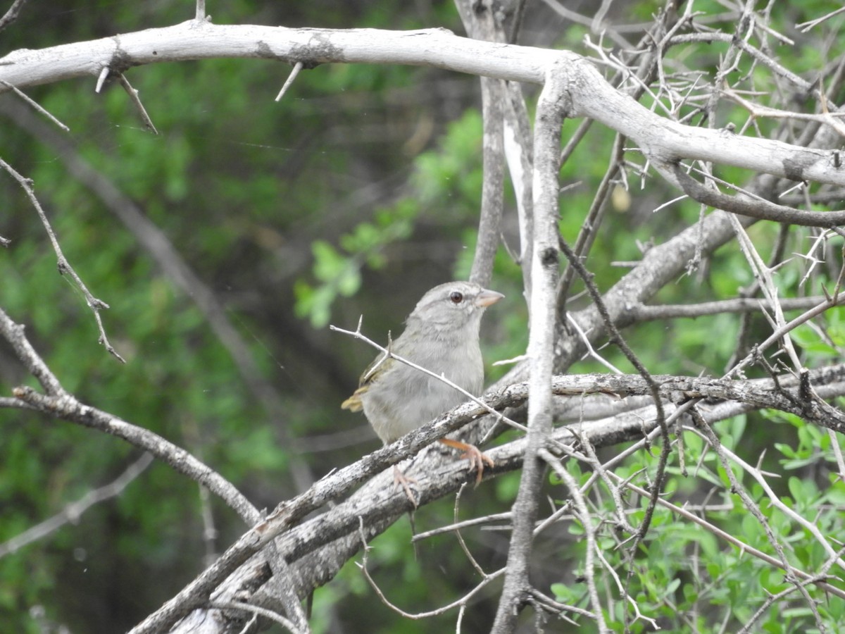 Olive Sparrow - ML643516258