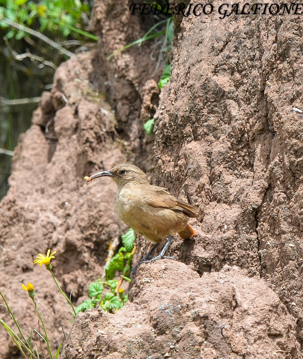 Buff-breasted Earthcreeper - ML643516259