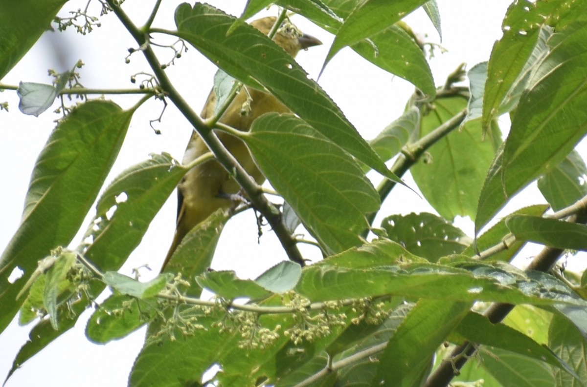 ナツフウキンチョウ - ML643516260