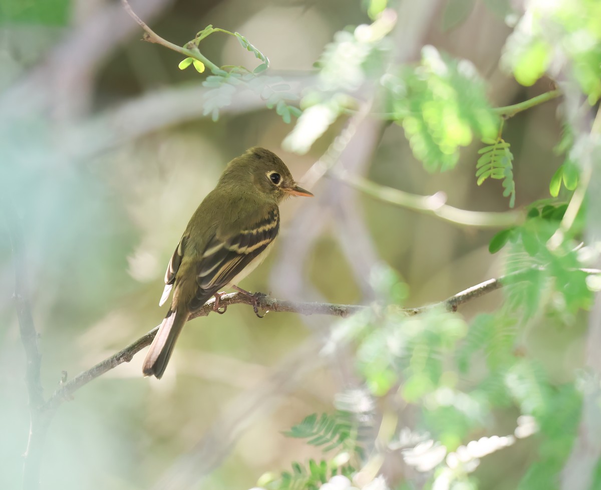 Western Flycatcher (Pacific-slope) - ML643516270