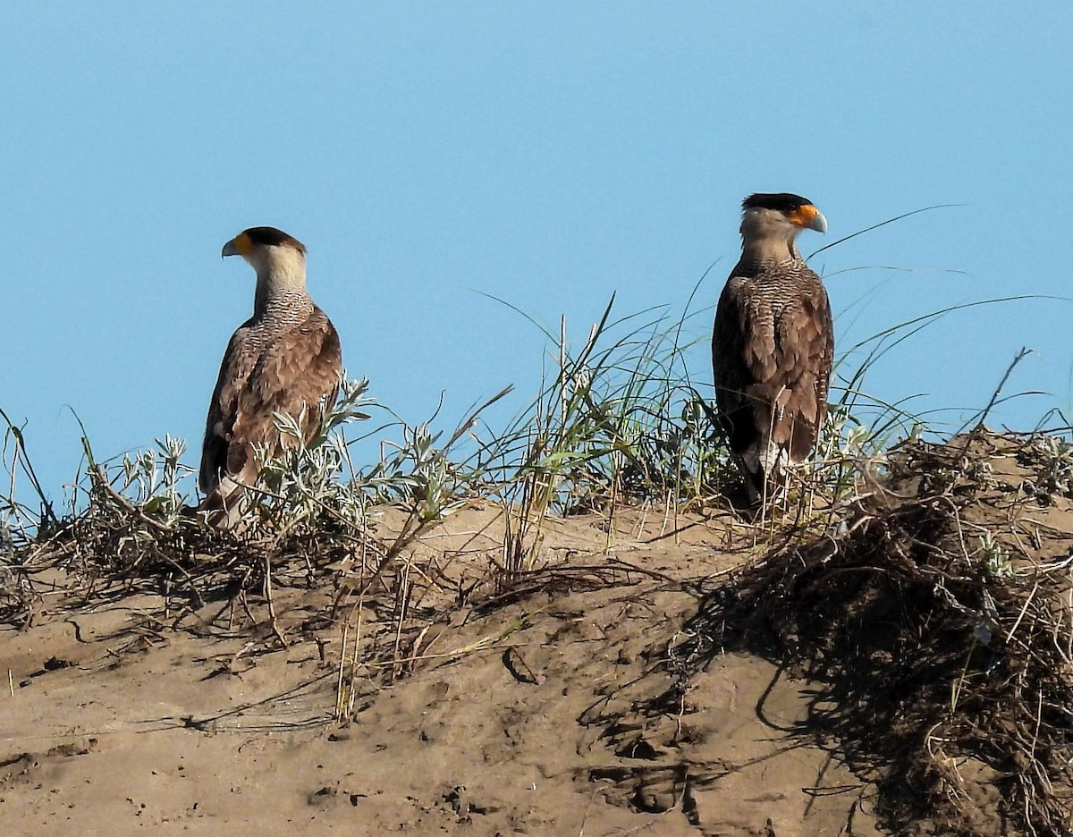 karančo jižní - ML643516275