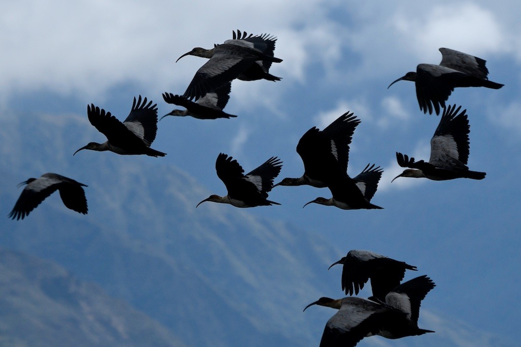 Andean Ibis - ML643516281