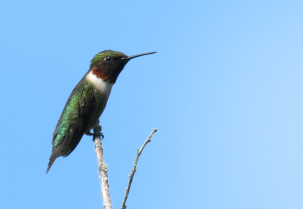 Ruby-throated Hummingbird - ML643516282