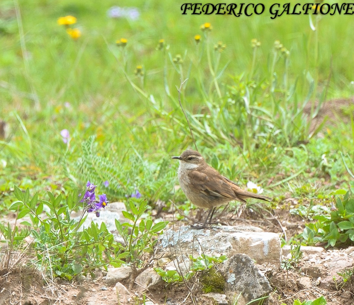 Cream-winged Cinclodes - ML643516285