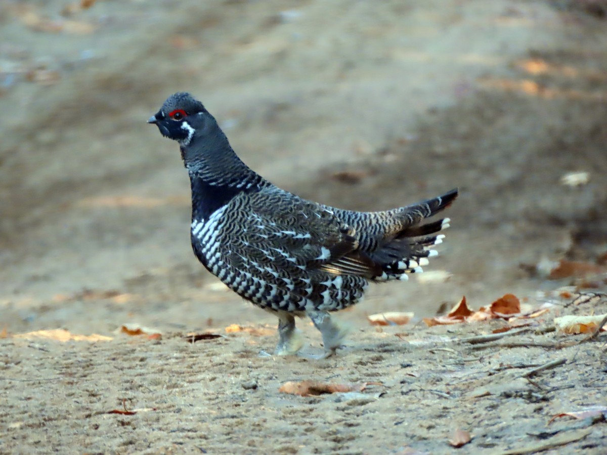 Spruce Grouse - ML643516286