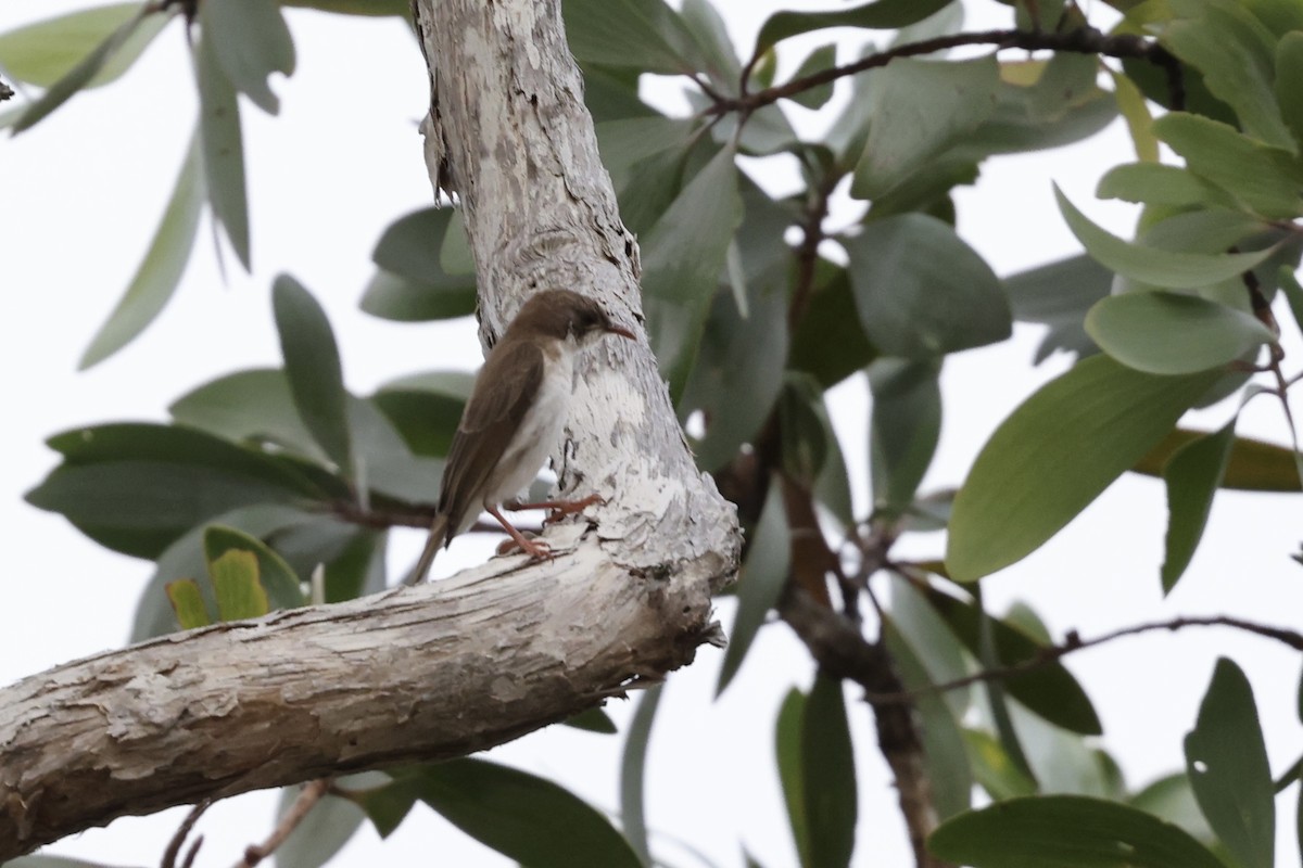 Brown-backed Honeyeater - ML643516295