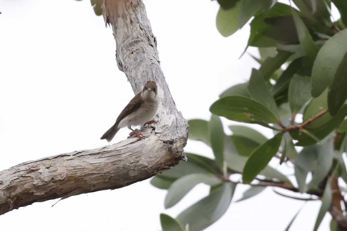 Brown-backed Honeyeater - ML643516296