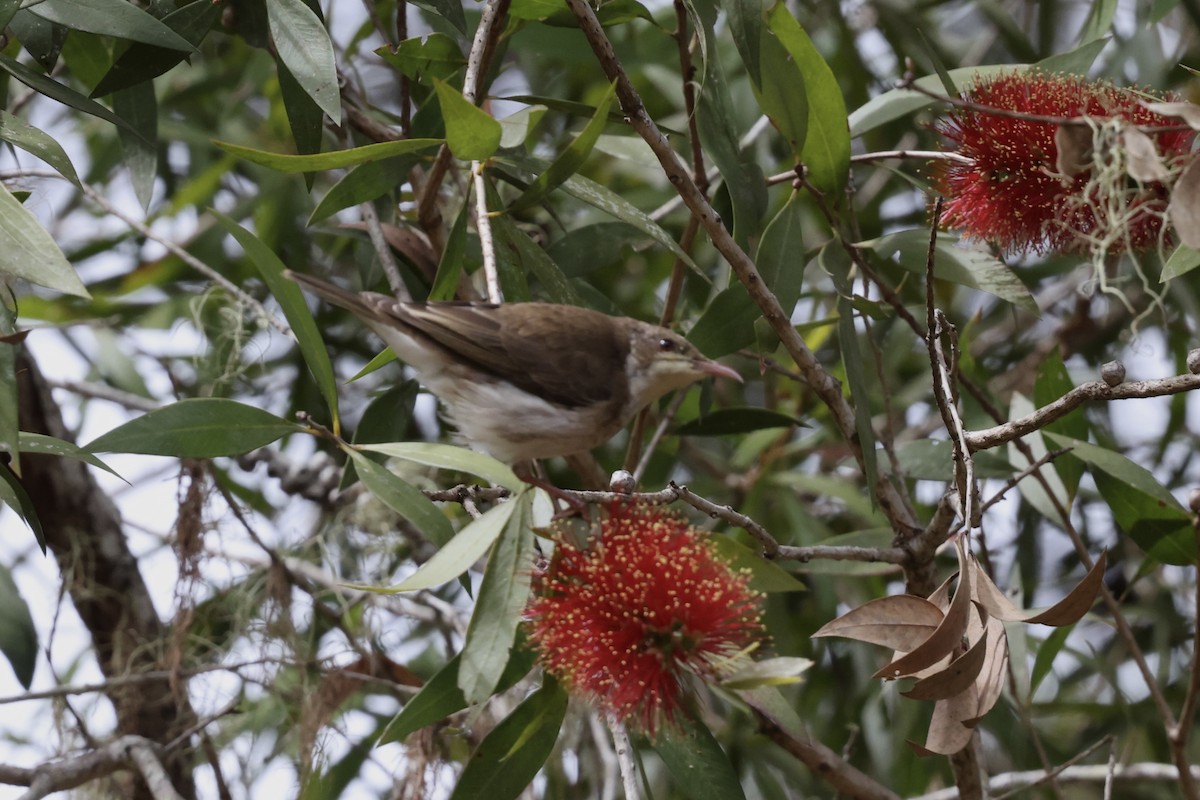 Brown-backed Honeyeater - ML643516297