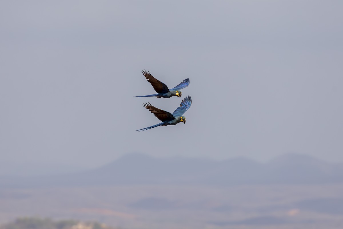 Indigo Macaw - ML643516299