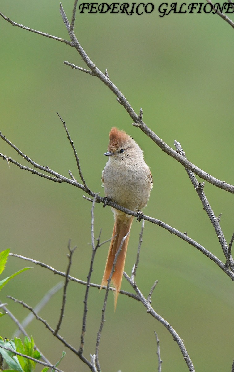 Brown-capped Tit-Spinetail - ML643516301
