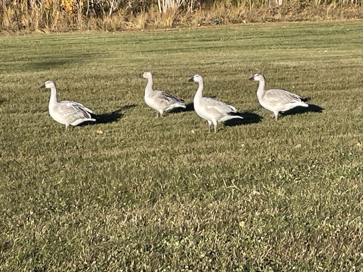 Snow Goose - ML643516304