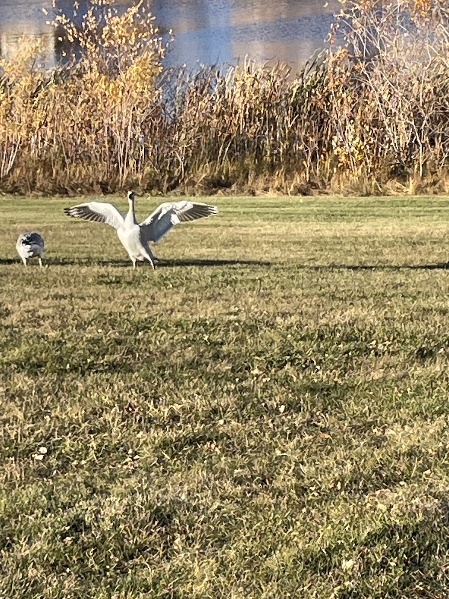 Snow Goose - ML643516305