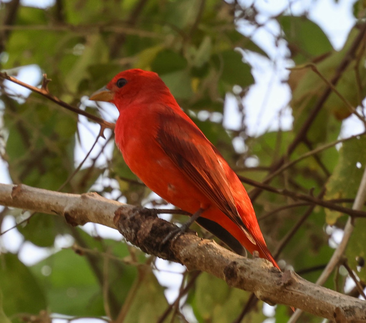 Summer Tanager - ML643516308