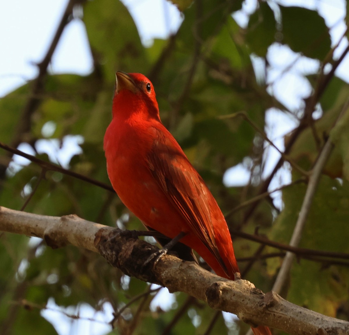 Summer Tanager - ML643516309