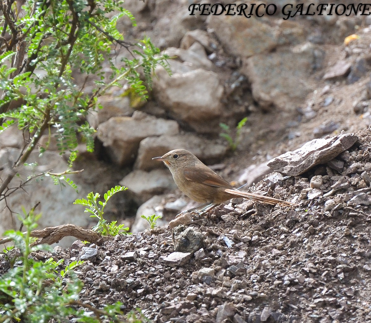 Maquis Canastero - ML643516316