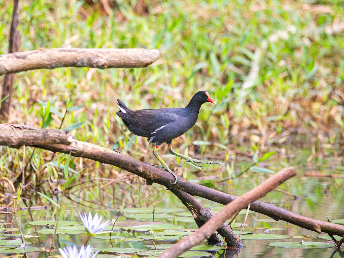 Common Gallinule - ML643516317