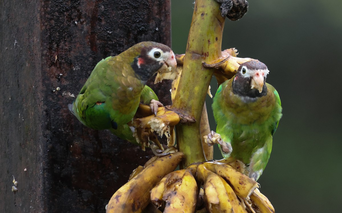 Brown-hooded Parrot - ML643516320