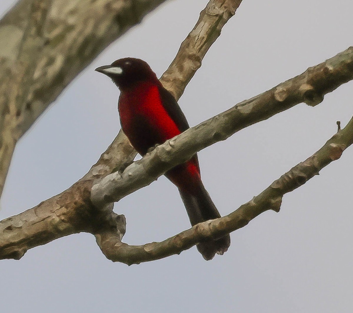 Crimson-backed Tanager - ML643516323