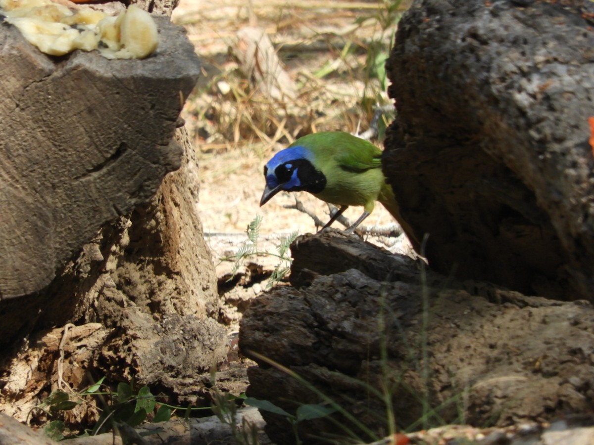 Green Jay - ML643516324