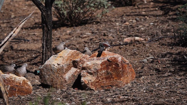 Inca Dove - ML643516326