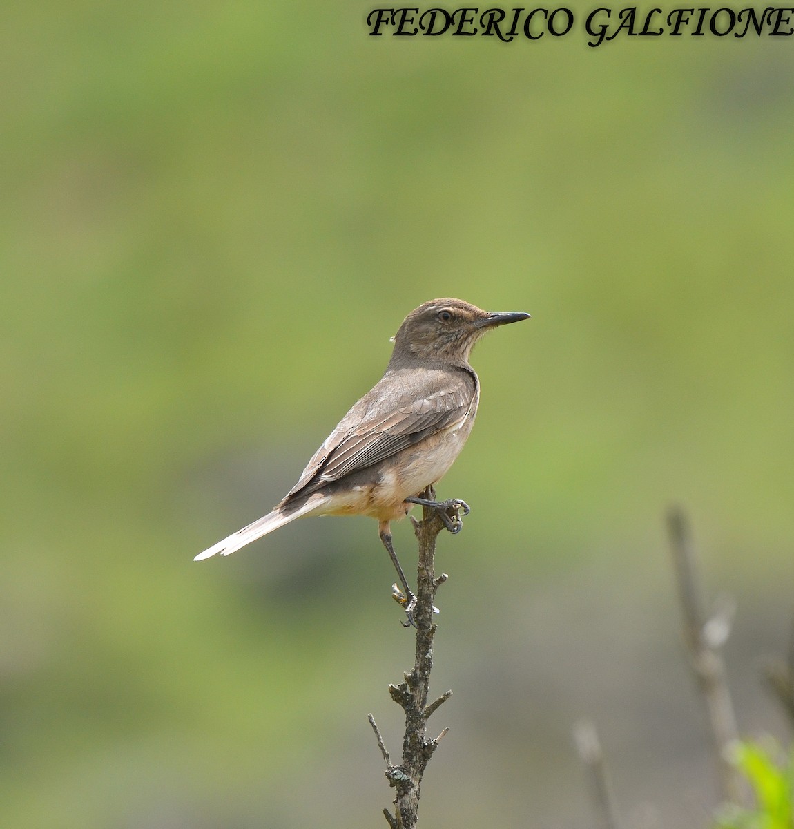 Black-billed Shrike-Tyrant - ML643516327