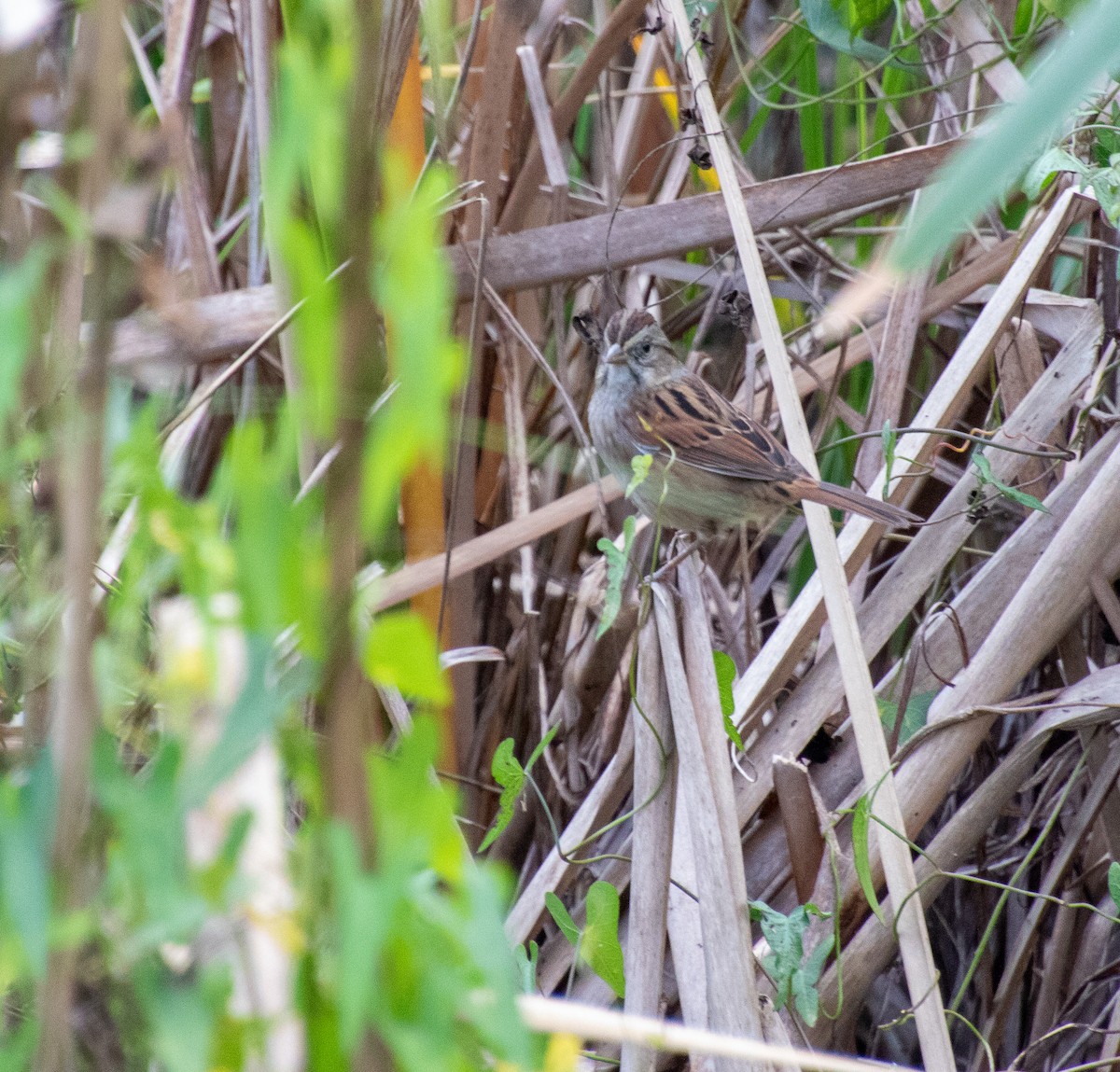 Swamp Sparrow - ML643516342