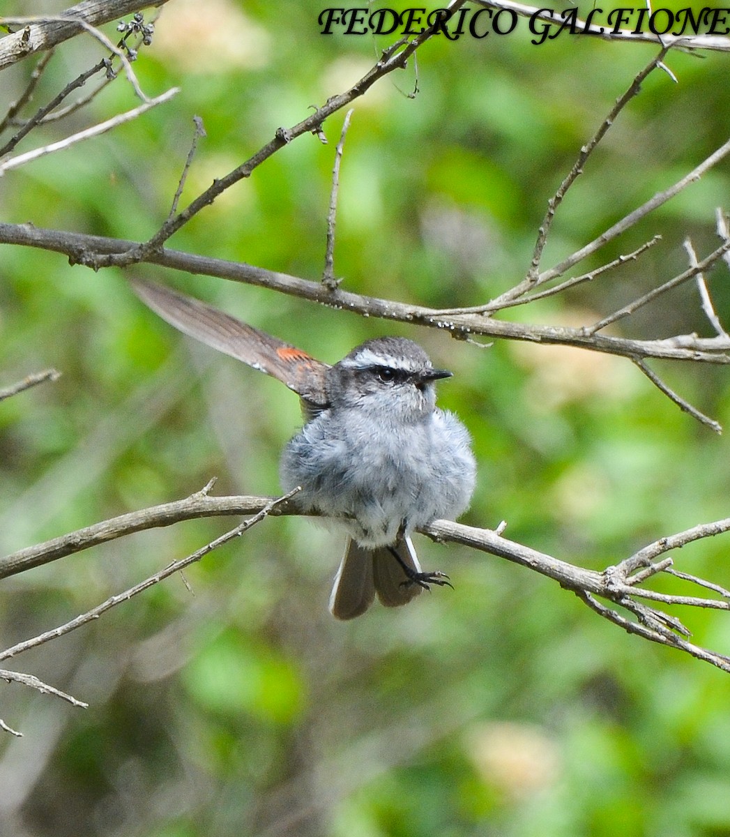 White-browed Chat-Tyrant - ML643516346
