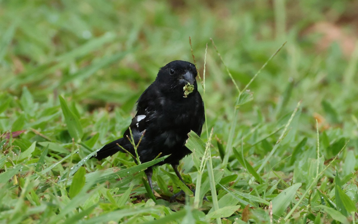 Variable Seedeater - ML643516347
