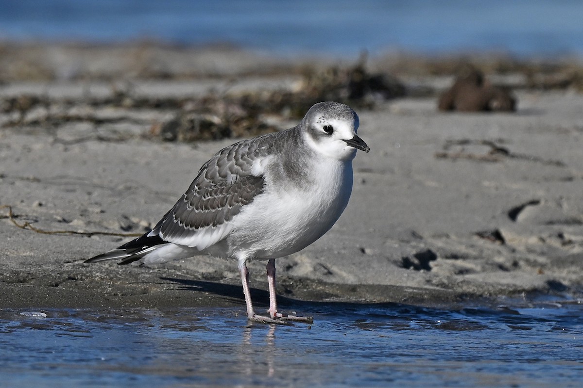 Sabine's Gull - ML643516352
