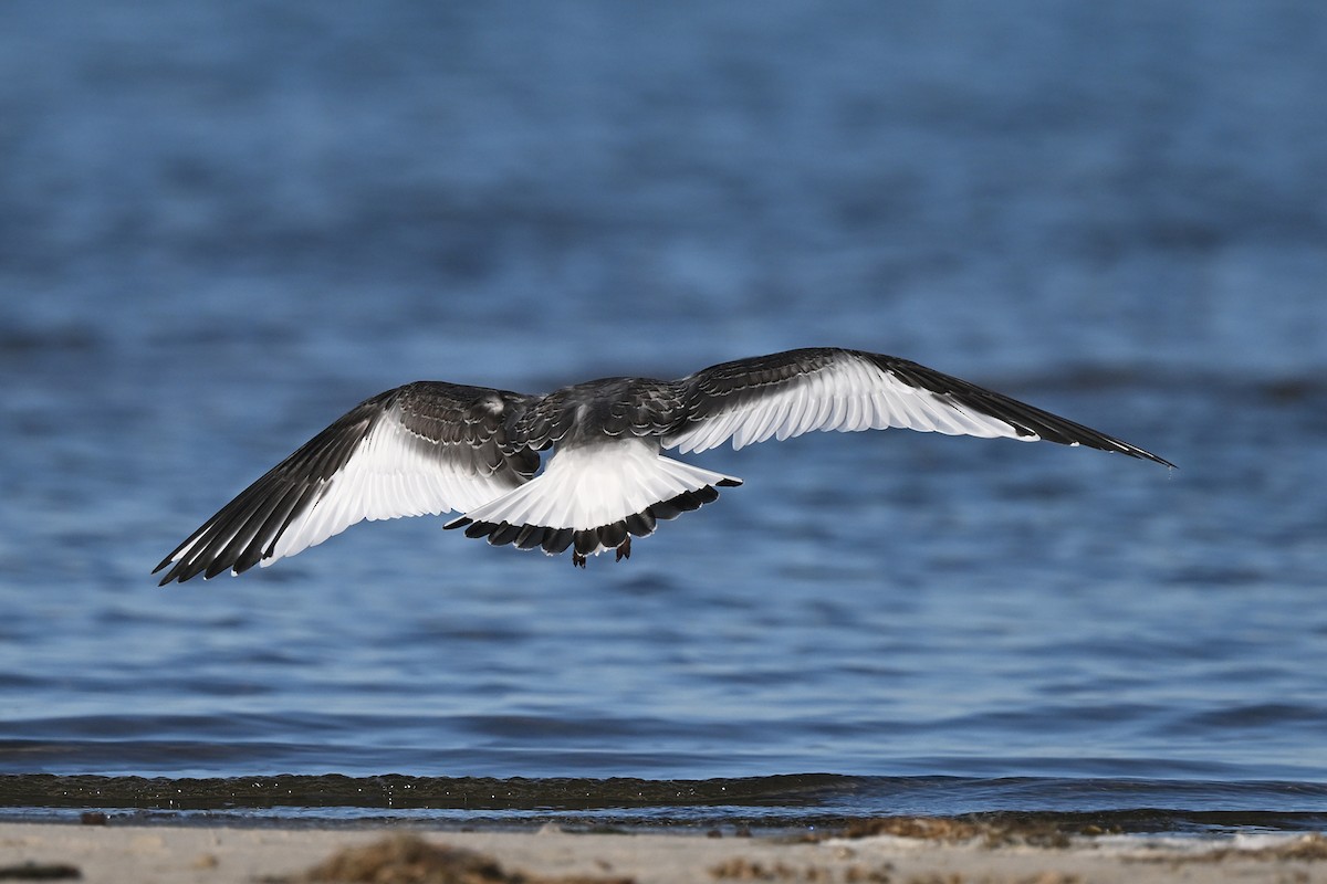 Sabine's Gull - ML643516353